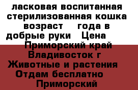 ласковая воспитанная стерилизованная кошка возраст1,5 года в добрые руки › Цена ­ 100 - Приморский край, Владивосток г. Животные и растения » Отдам бесплатно   . Приморский край